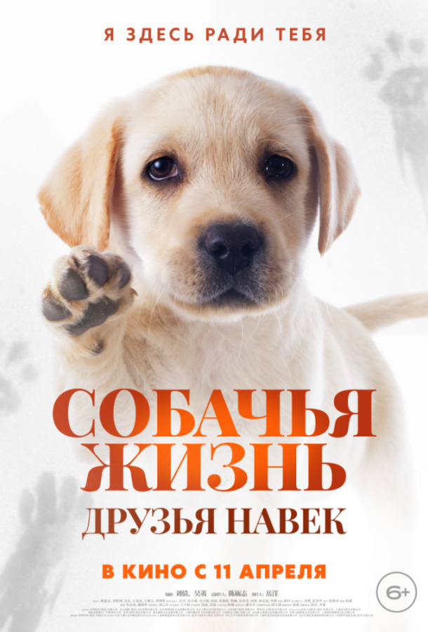Фильм Собачья жизнь: Друзья навек 2023 смотреть онлайн с Ли Хучэном и Янь Ни